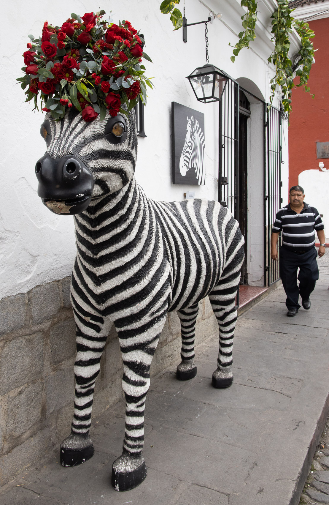 Guatemala-Antigua-Flower-Festival-Zebra