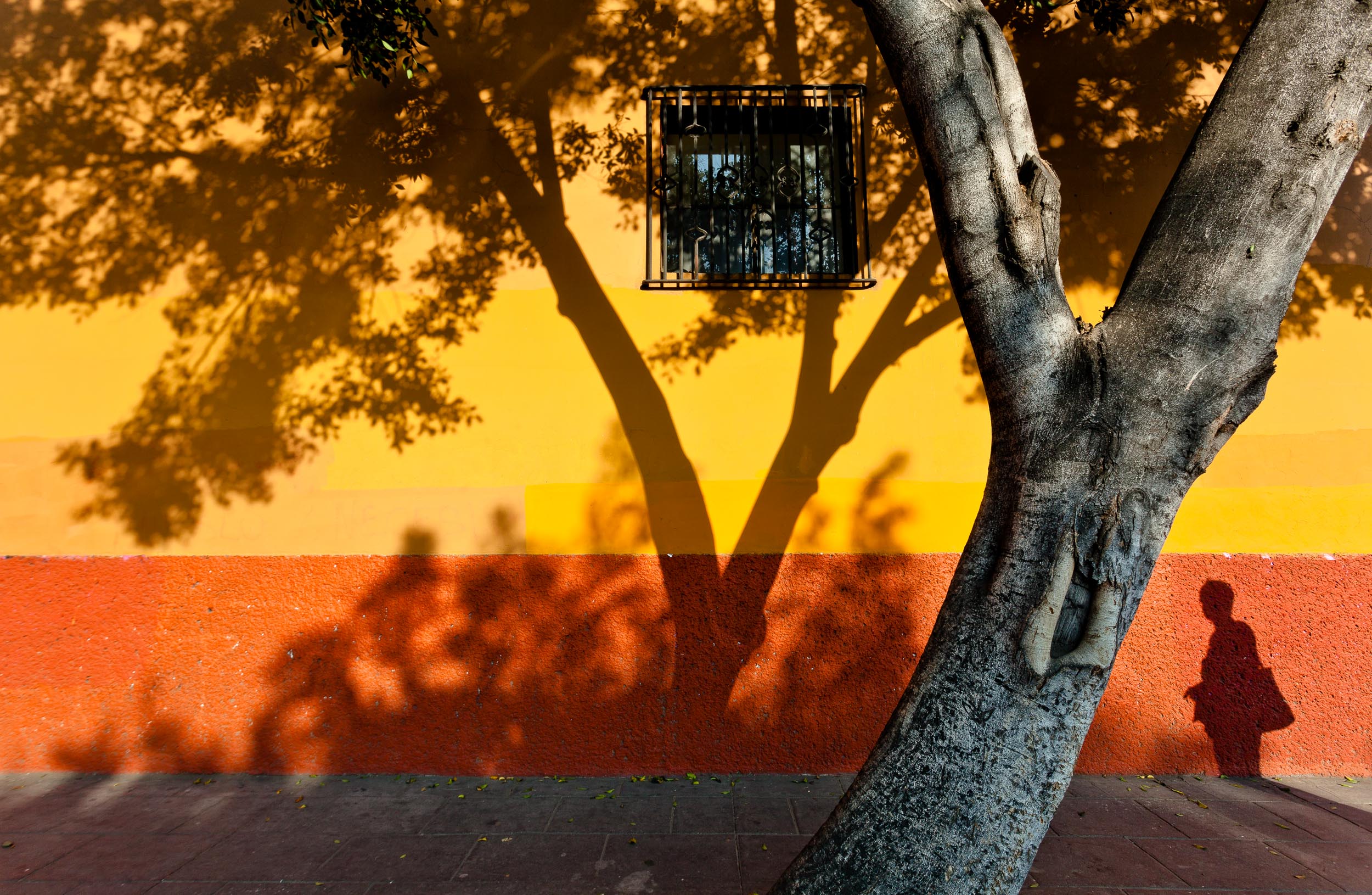 Mexico-Oaxaca-Tree-Shadow